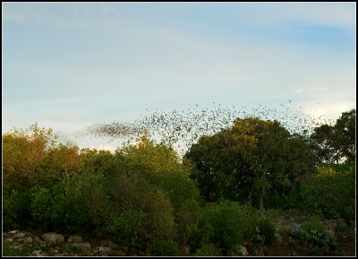Trail of Bats