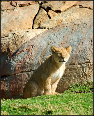 Lion Cub I