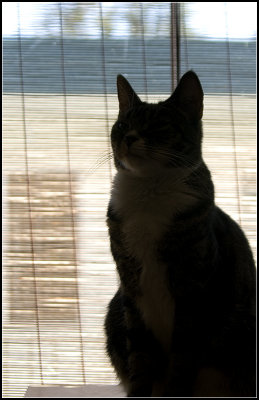 Sophie Silhouette II