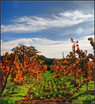 Aisle of Grape Vines II