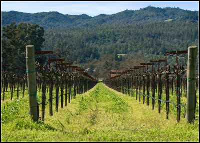 Aisle of Grape Vines I