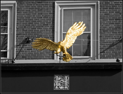 A Golden Eagle