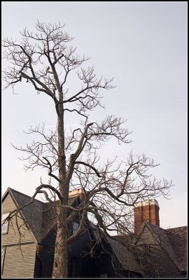 Tree and Gables