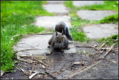 Squirrel I