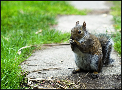 Squirrel II