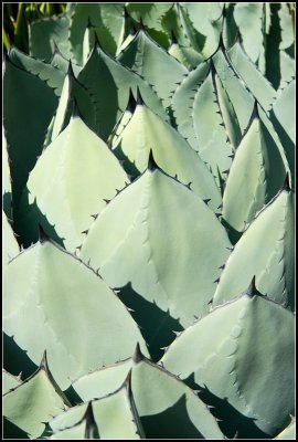 Agave