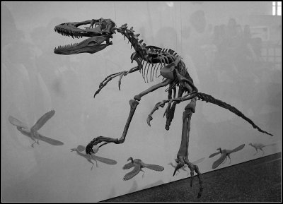 Deinonychus