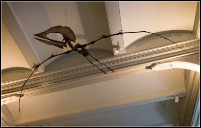 A Pterosaur