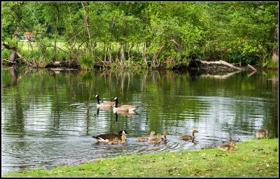 Geese I