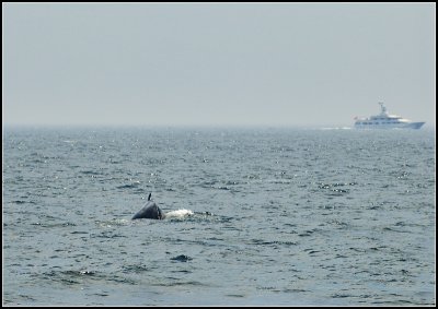 Humpback and a Ship