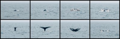 Humpback Diving