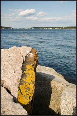 I Like Lichen...