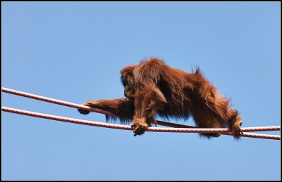 Orangutan on the Ropes