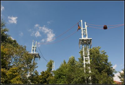 Orangutans on the Rope Crossing