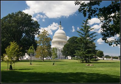 Capitol Through the Trees
