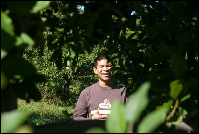 Through the Apple Tree