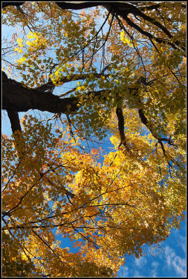Fall Leaves Redux I