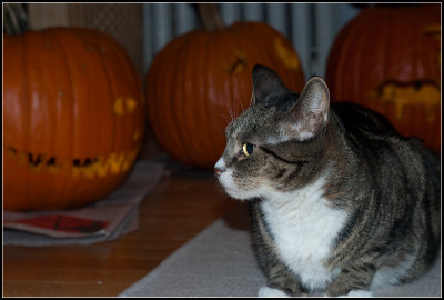 Pretending to Be a Pumpkin