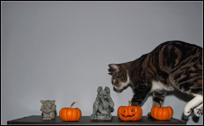 Jumping Cat