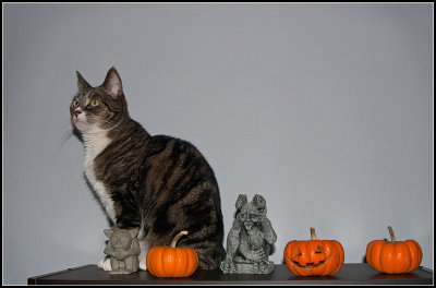 Posing Cat