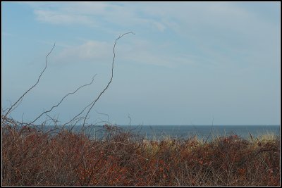 Ocean Brambles