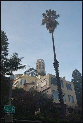 Coit Tower and Palm Tree I