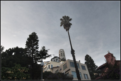 Coit Tower and Palm Tree II