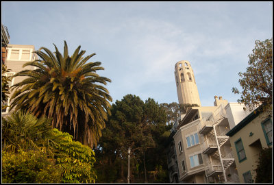 Palm Tree and Coit Tower