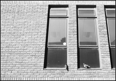 Pigeons