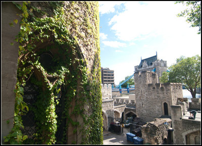 Ivy on the Salt Tower