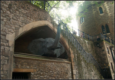 Elephant