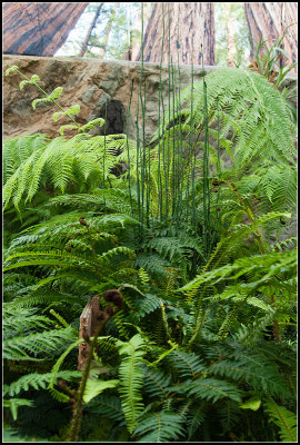 Prehistoric Plants