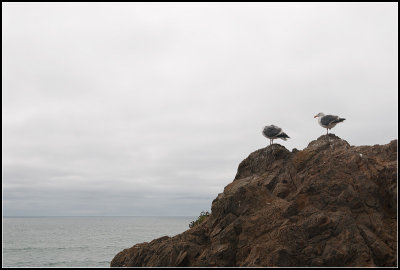 Gulls