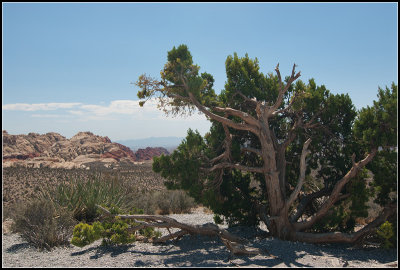 Desert Tree