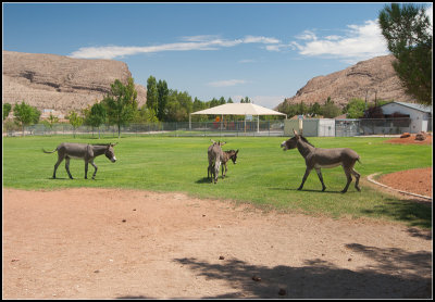 Wild Burros