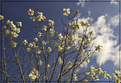 Magnolia Sky