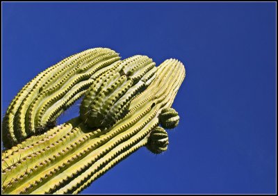 Cactus