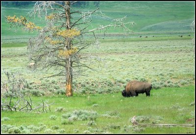 Bison in the Valley