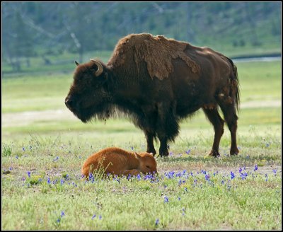 Bison and Calf