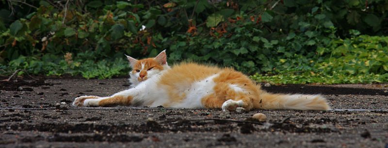 Le Roi Chat Faineant