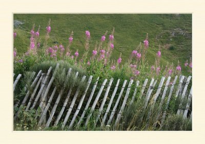 Cantal