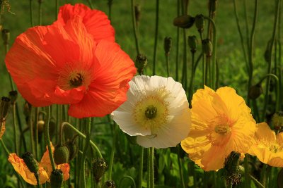 Tricolores