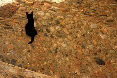 Le Chat Noir