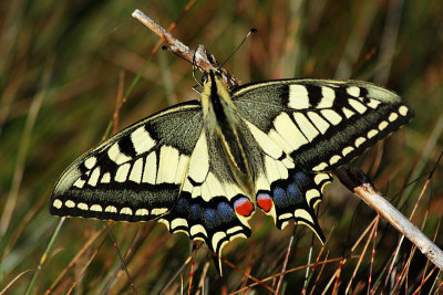 Papillon du Tarn