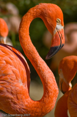 Flamingos - Denver Zoo