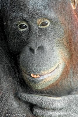 A very old Orangutan