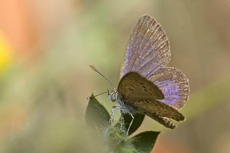 <h5>Grass Blue - כחליל הקוטב - <i>Zizeeria karsandra<i></h5>