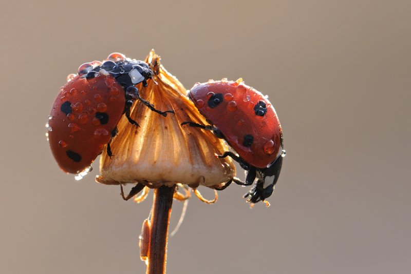 <h5>Seven-Spotted Ladybug - מושית השבע</h5>