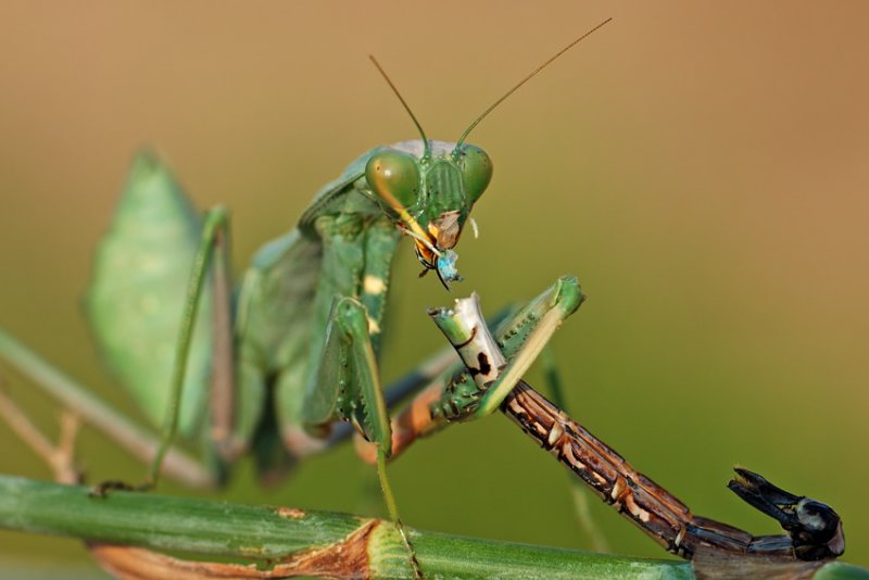 <h5>Mantis - גמל שלמה ירוק - <i>Sphodromantis viridis<i></h5>