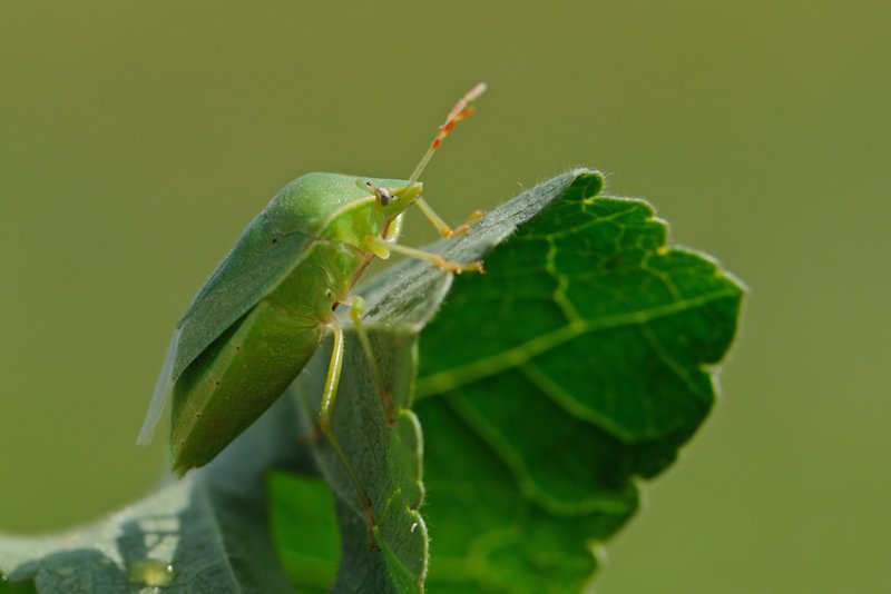 <h5>Green stink Bug - תריסית ירוקה -<i>Nezara viridula<i></h5>